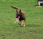 Apportieren von Gegenständen